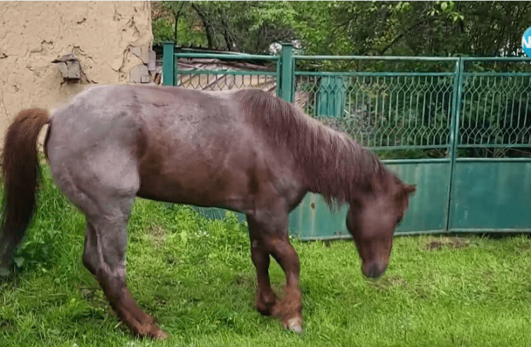 Недохранени и болни коне обикалят из самоковското село Ярлово. Собственикът е починал
