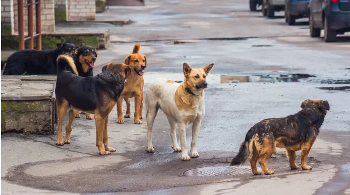 Нов случай на агресия от глутница безстопанствени кучета в центъра на Самоков
