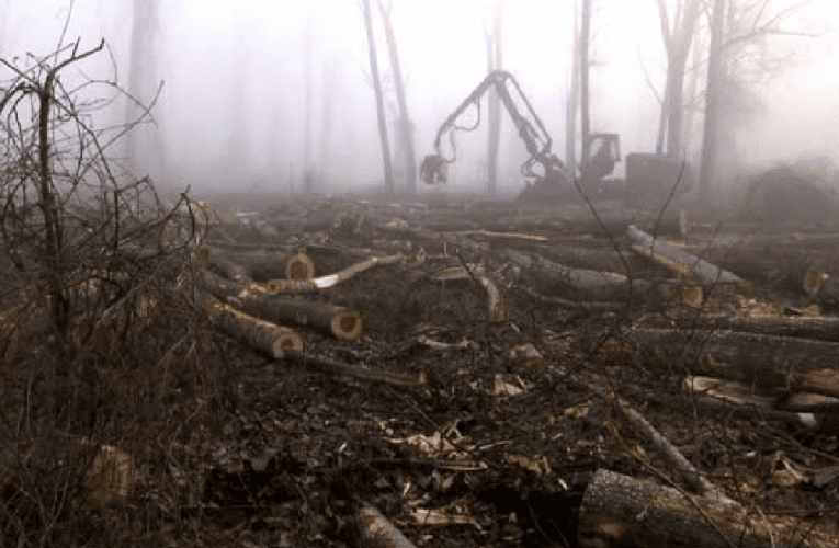 Александър Дунчев: Кризата в горите се задълбочава