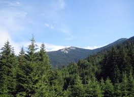 Изпълнителната агенция по горите: Площта на горите в България се увеличава